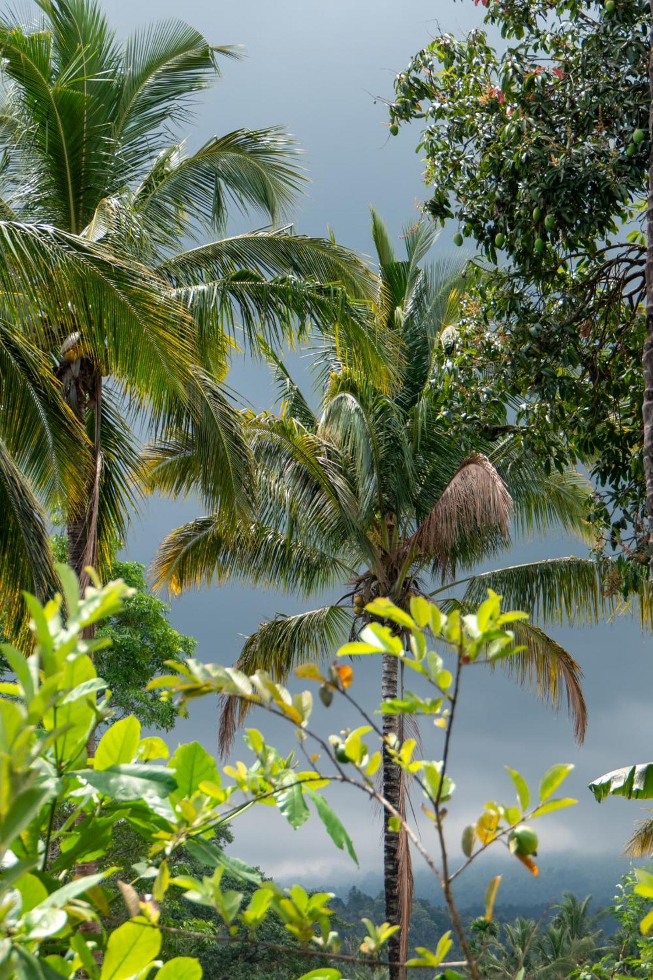 Rinjani Eco Villa Senaru Bayan Dış mekan fotoğraf